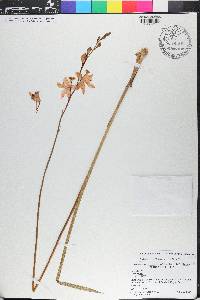 Calopogon tuberosus var. tuberosus image