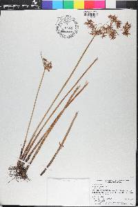 Cyperus haspan image