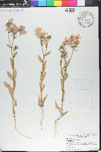 Phlox drummondii image