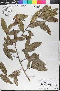 Quercus laurifolia image