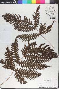 Pteris decurrens image