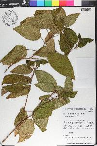 Miconia hispaniolica image