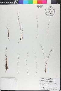 Cyperus subsquarrosus image