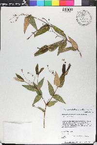 Miconia crotonifolia image