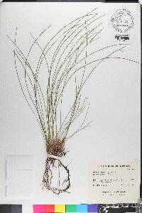 Microtis unifolia image