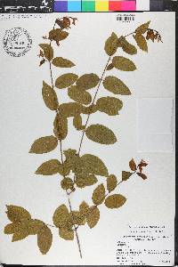 Sageretia minutiflora image