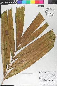 Ptychosperma elegans image
