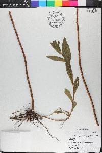 Solidago fistulosa image