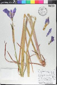 Iris virginica image