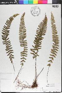 Asplenium lunulatum image