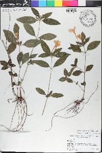 Ruellia caroliniensis image