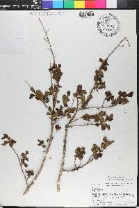 Lagerstroemia indica image