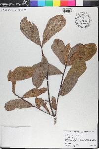 Quercus laurifolia image