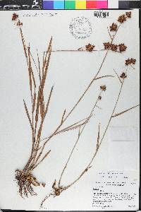 Fuirena breviseta image