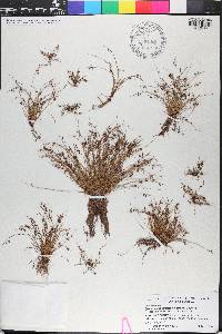 Cyperus subsquarrosus image