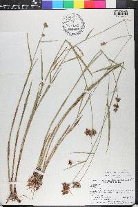 Fuirena breviseta image