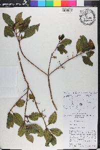 Sideroxylon celastrinum image