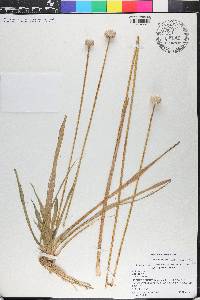 Eriocaulon decangulare image