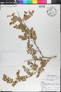 Zanthoxylum fagara image