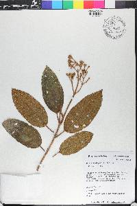 Miconia ferruginea image