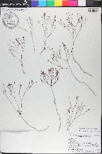 Stipulicida setacea var. setacea image