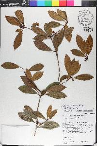 Ternstroemia pubescens image