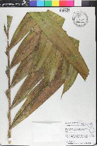 Ptychosperma elegans image