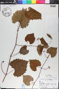 Vitis rotundifolia image