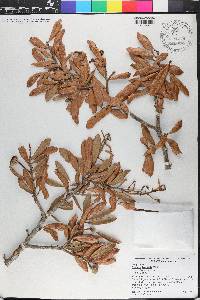 Quercus laurifolia image