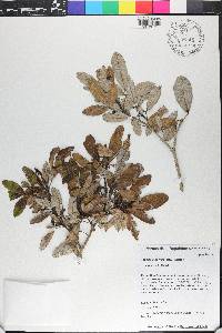 Tabebuia berteroi image