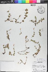 Lindernia grandiflora image