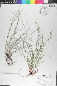 Carex retroflexa image