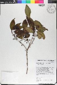 Miconia hirticaulis image