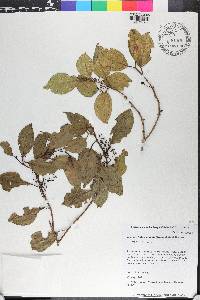 Miconia bahorucensis image