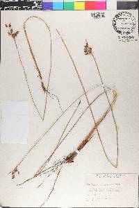 Fimbristylis ferruginea image