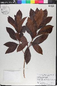 Sideroxylon salicifolium image