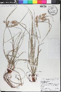 Cyperus tetragonus image