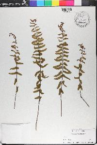 Asplenium lunulatum image
