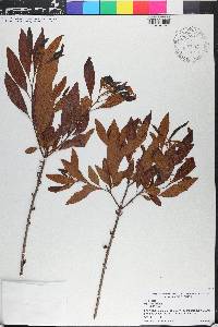 Myrica cerifera image