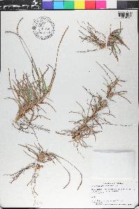 Eremochloa ophiuroides image