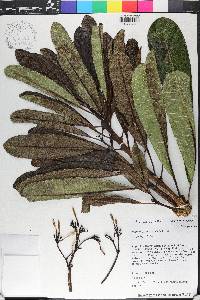 Plumeria tuberculata image