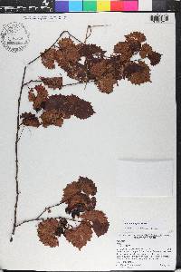 Vitis rotundifolia image