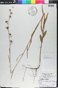 Ludwigia maritima image