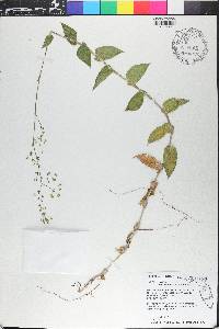 Callisia multiflora image