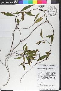 Miconia acuminoides image