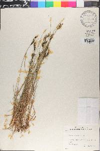 Carex nigra image