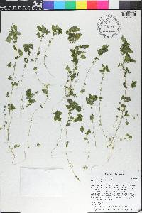 Parietaria floridana image