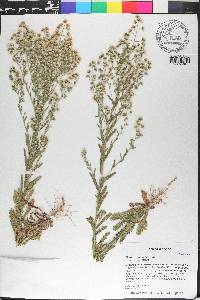 Laennecia coulteri image