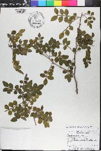 Zanthoxylum fagara image