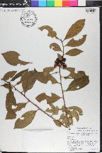 Ilex coriacea image